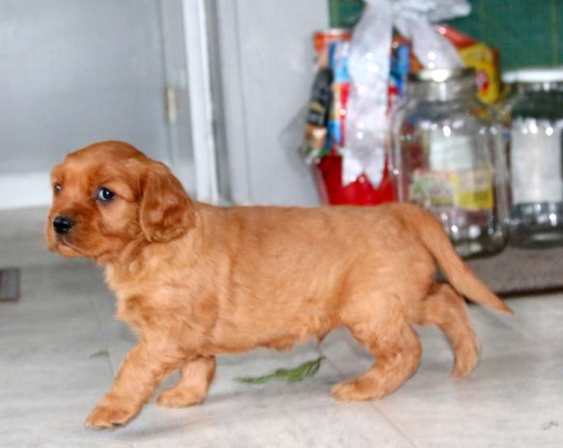 puppy, for, sale, Miniature Golden Retriever, Lester S Stoltzfus, dog, breeder, Narvon, PA, dog-breeder, puppy-for-sale, forsale, nearby, find, puppyfind, locator, puppylocator, aca